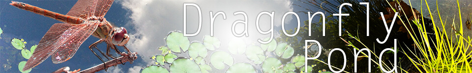 Dragonfly Pond website header