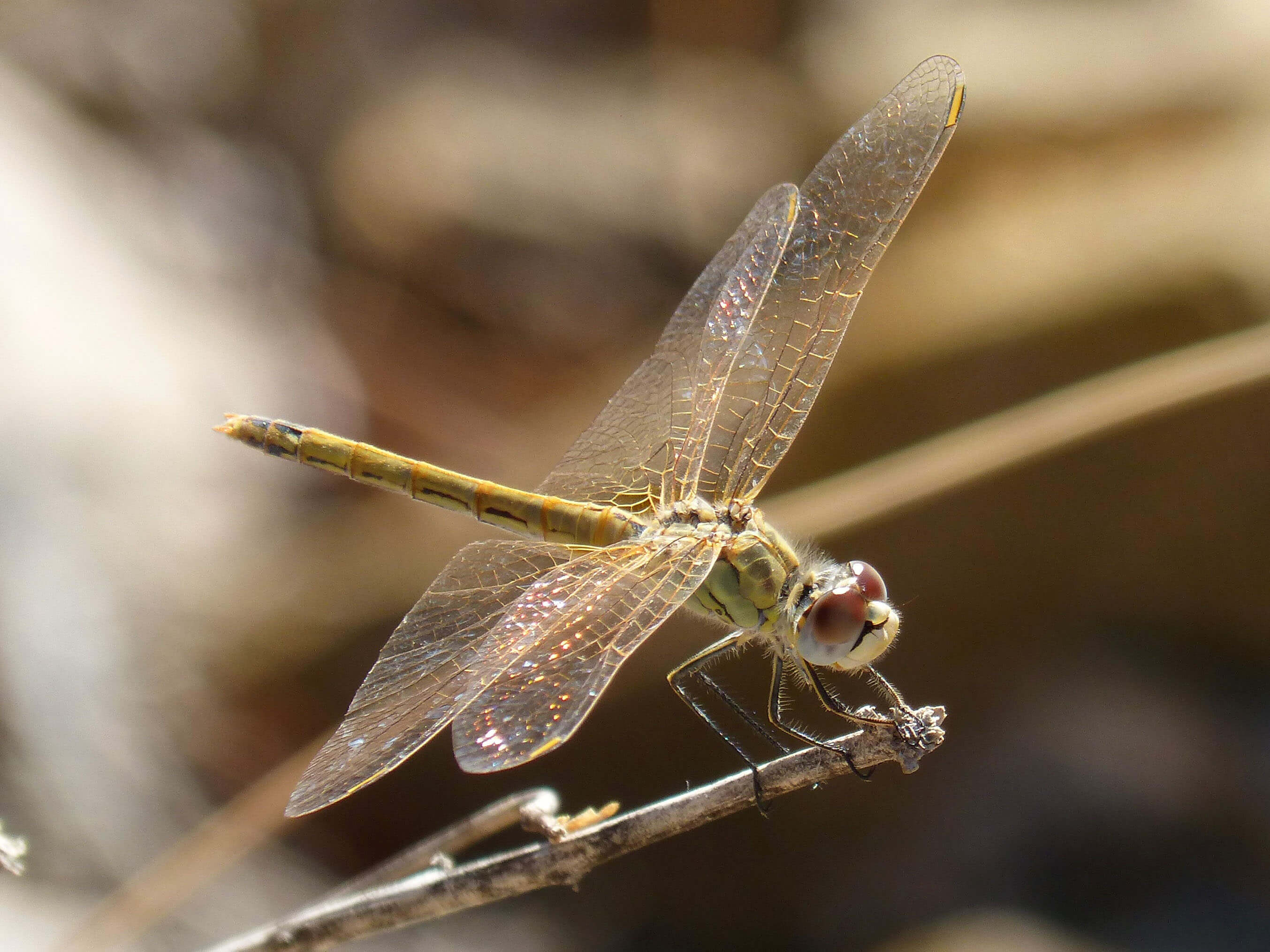 original Pixabay image of dragonfly